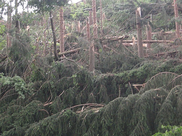 Črnivec, Gozd 14.7. 08 - foto povečava