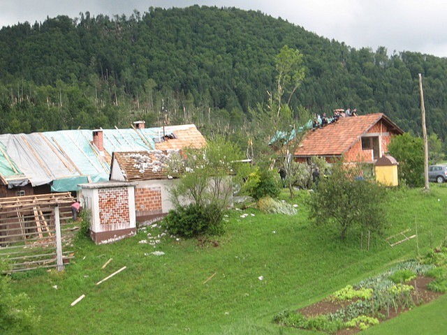 Črnivec, Gozd 14.7. 08 - foto