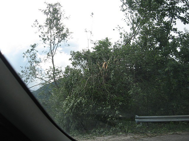 Črnivec, Gozd 14.7. 08 - foto