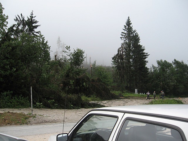 Črnivec, Gozd 14.7. 08 - foto povečava