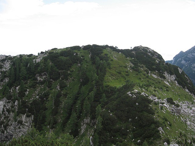 Rjavčki vrh