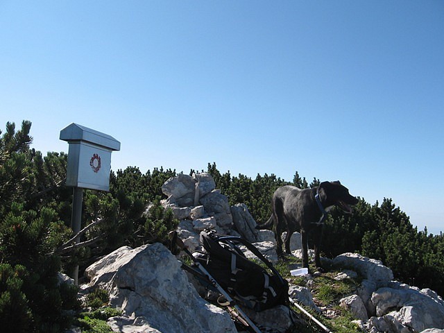 vrh Košutne