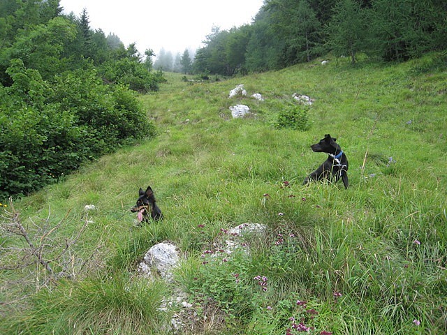 Nekje pod Mokrico