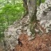 končno nekaj stezici podobnega