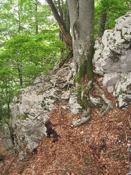 končno nekaj stezici podobnega