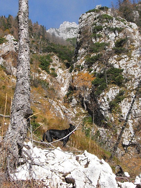 grapa Za Vrati