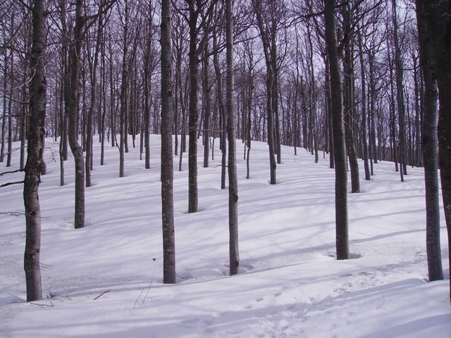 snežniški gozd