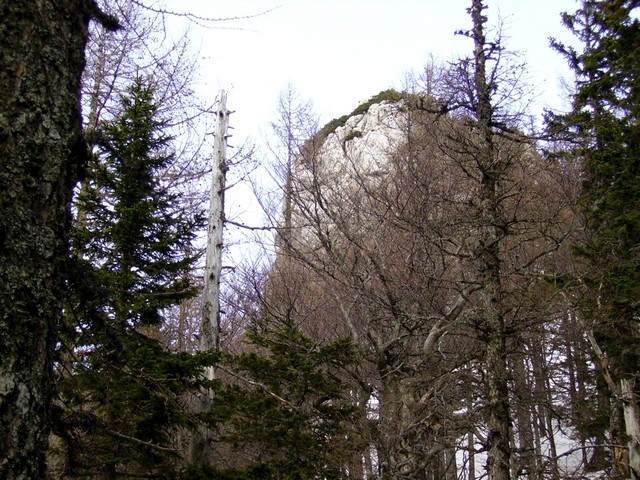 Kamniški dedec