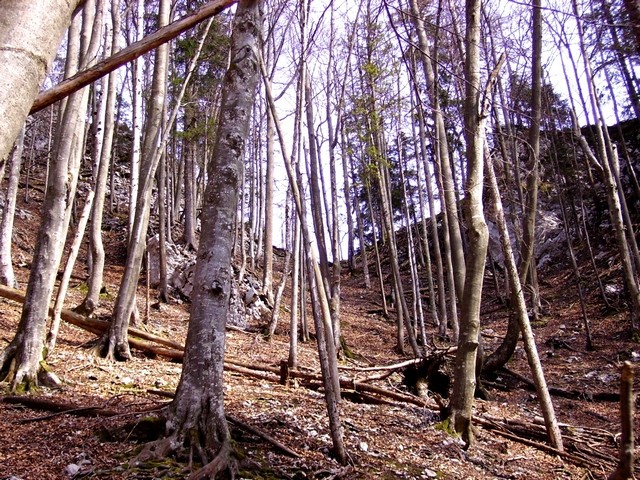 Druga svetlina - nisem preverila - mogoče