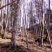 druga svetlina - nisem preverila - mogoče