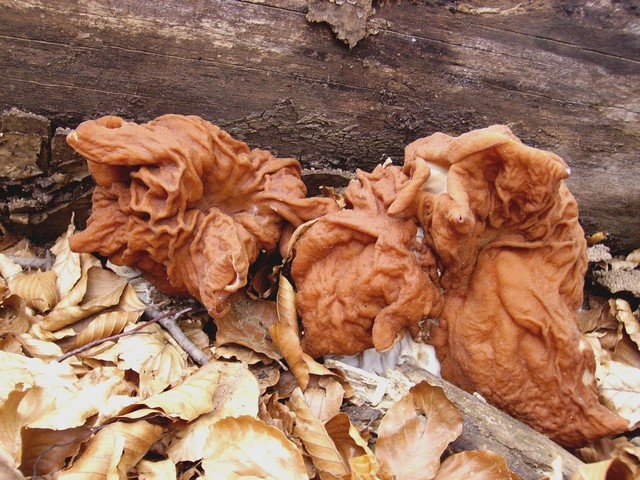 Lepa, a nevarna - hrčka pod špegarco