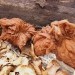 lepa, a nevarna - hrčka pod špegarco