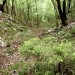 le kakšen iztek ima ta grapa