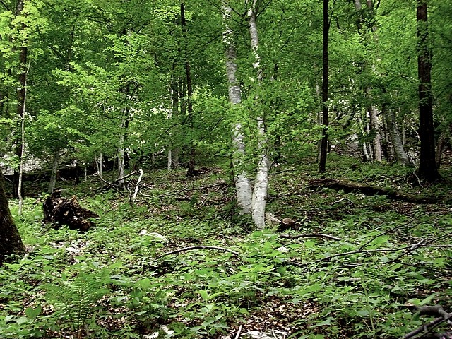 Med koprivami in praprotjo naprej