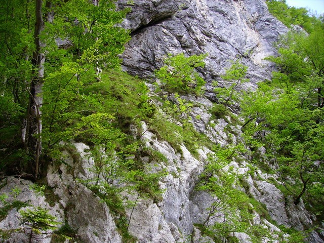 Prehodno za drevesom nad spodnjimi skalami