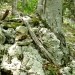 možic na višini 950m - stezica se začne desno