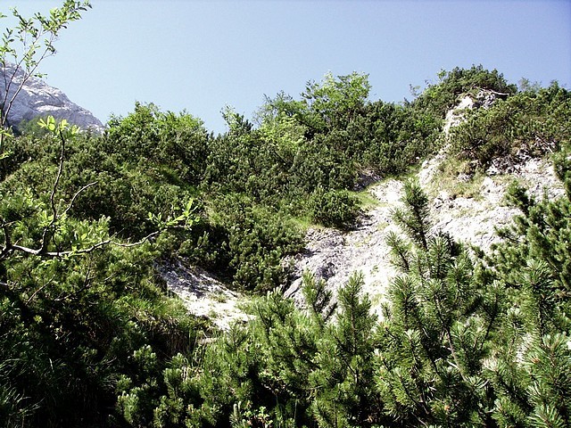 Krušljivo - grem v levo
