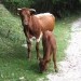 sva na Tarino zahtevo naredili velik ovinek