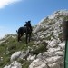 daleč so ovčke na Grintovcu
