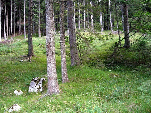 Skozi redek gozd navzgor in proti levi