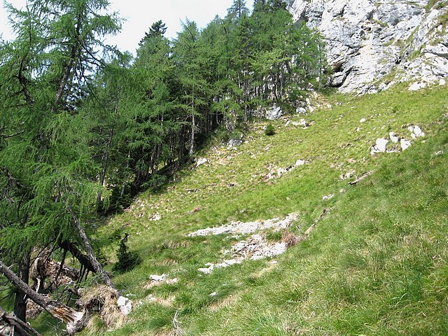 Skozi ta gozdiček