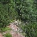 levo po poseki do prvega drevja