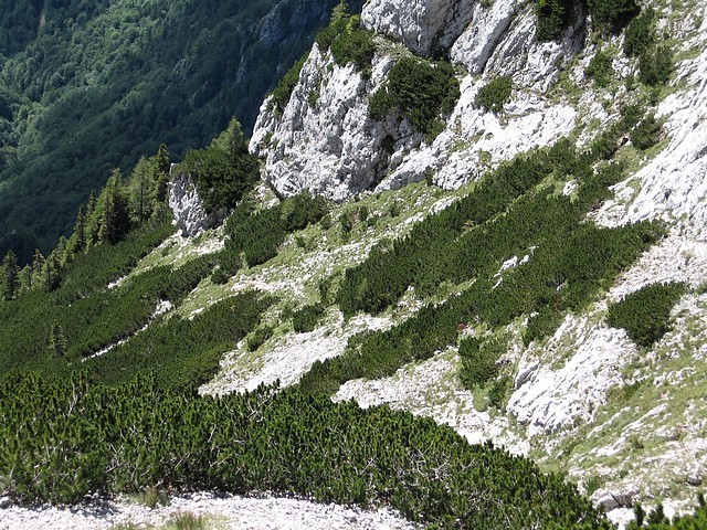 čez grapo in spodaj pri zadnji skalci desno