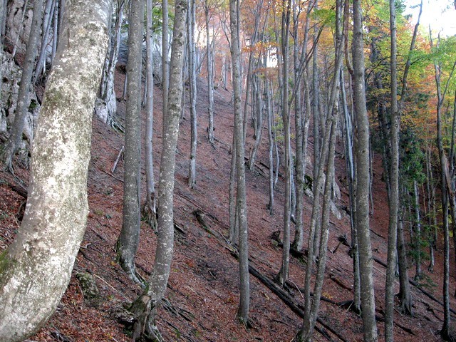 Strmo gozdno pobočje naprej od bajte