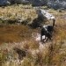 bom pa tole pila, če mi hitro druge ne daš