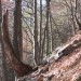 kmalu za njim se začne skromna stezica
