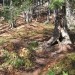 mravljišče in ožgana smreka nad kočo v Kalcah
