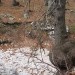 Deska čez Grofov štant, Lučka Bela s Presedlj
