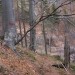 nato levo v gozd