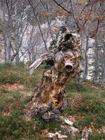 Mimo takih posebnežev