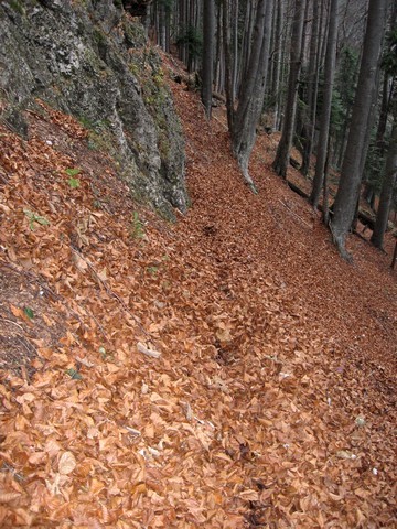 Poševno čez strm gozd