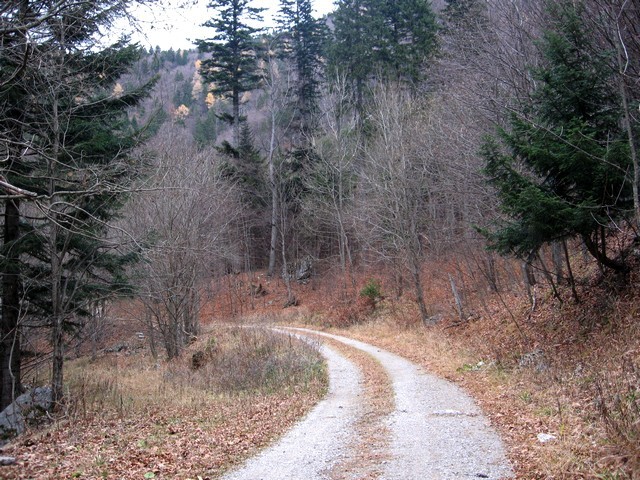 Tule bo pa prav - levo na poraščen kolovoz