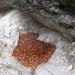 malce drugačen tolmuček