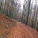 jesenska cesta