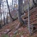 po skromni stezici vodoravno čez Čmaževko do velike grape