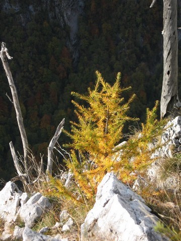 Eden številnih mladih macesnov