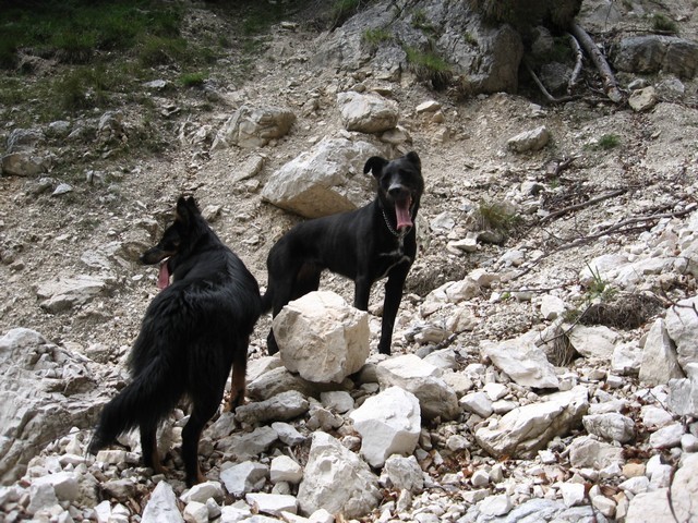 Tara in Trina na koncu grape