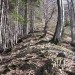 višje se steza drži gozdnega slemena