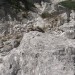 pred največjim balvanom (zdajle ima možica) levo v grapo in navzgor