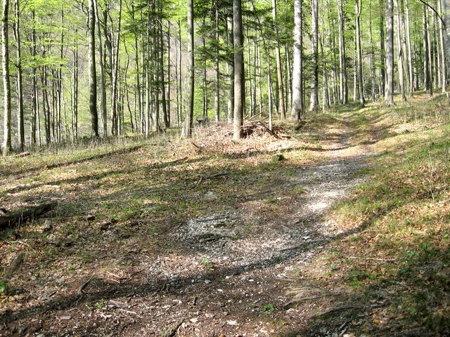 Pred njo desno navzgor