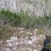 vedar desno so vidne sledi 