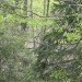 in že skozi drevje zagledam lovsko kočo malo pod mano