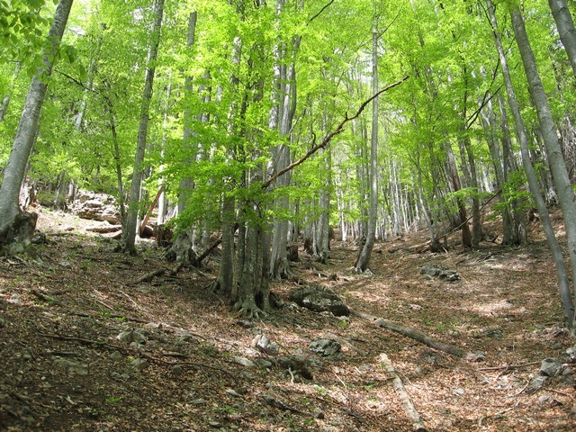 Gozd ni težko prehoden in kmalu sem na grebenu