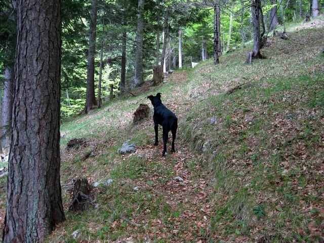 Na vrhu poseke pa krasna stezica, ki se dviguje v širokih ključih