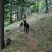 na vrhu poseke pa krasna stezica, ki se dviguje v širokih ključih