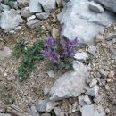 alpska madronščica